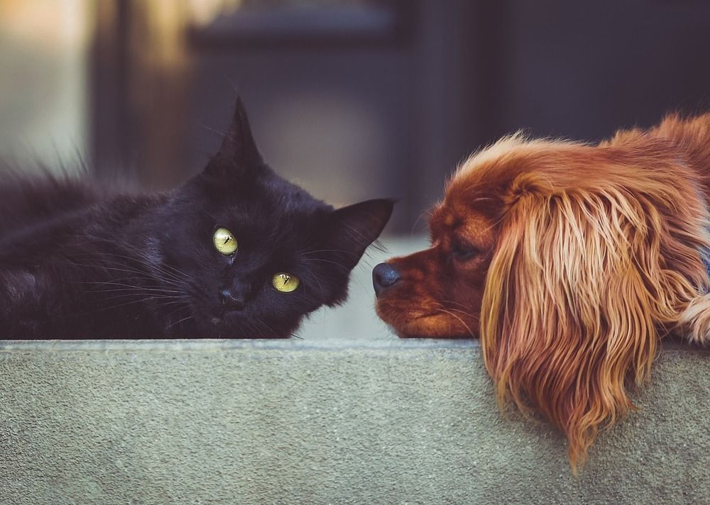 gatoi negro junto a perro marron